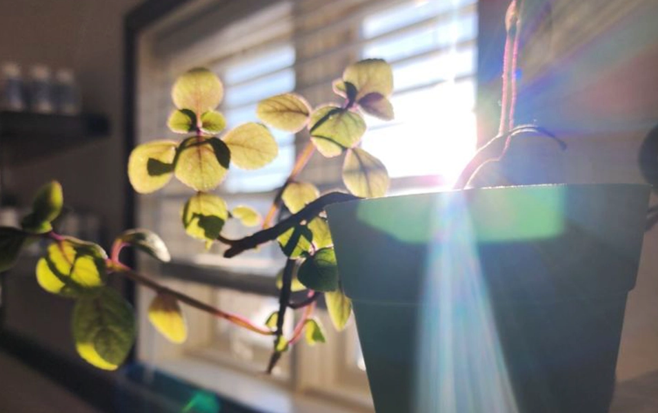 plant in chiropractor office